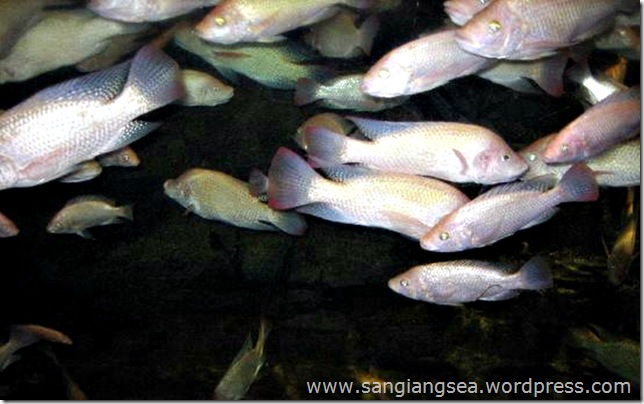 Download this Ikan Demersal Disekitar Laut Sangiang picture
